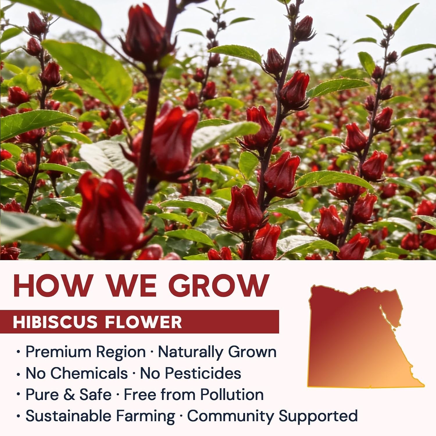 Hibiscus Tea Bags, Hibiscus Flower Herbal Tea – Rich in Vitamin C, Caffeine