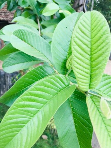Organic Guava leaves fresh dried Hojas de Guayaba Guayabo Psidium Guajava