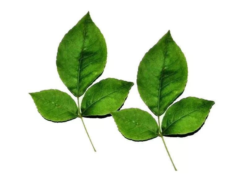 Ceylon Dried Beli Leaf Wood Apple Herbal Tea 40g