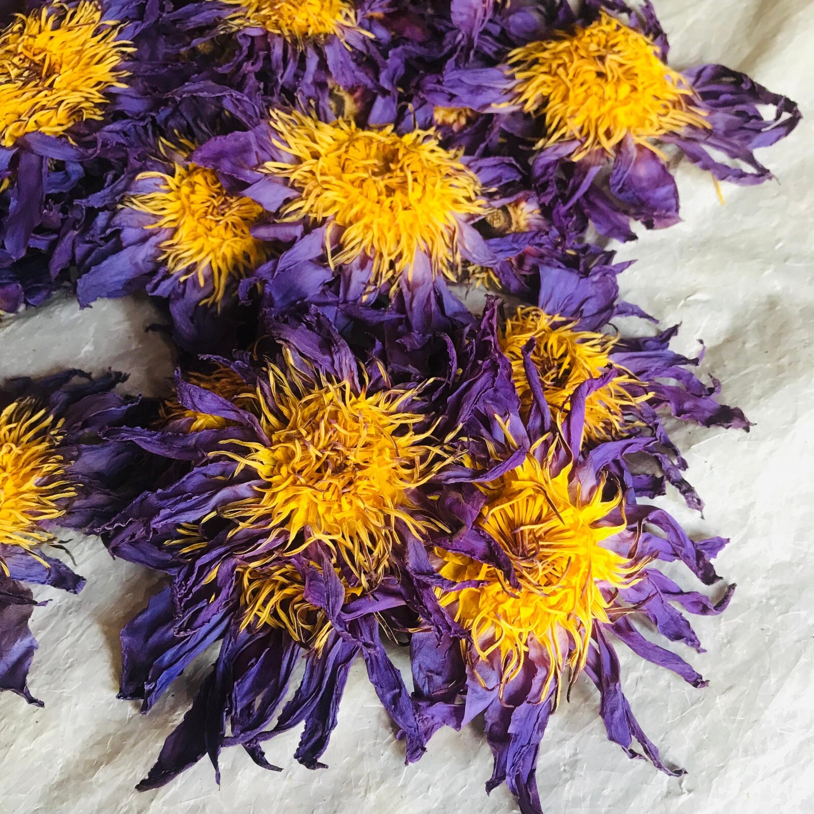 Ceylon Sacred Blue Lotus Nymphaea Caerulea Hand Picked Pure Organic Flowers Tea