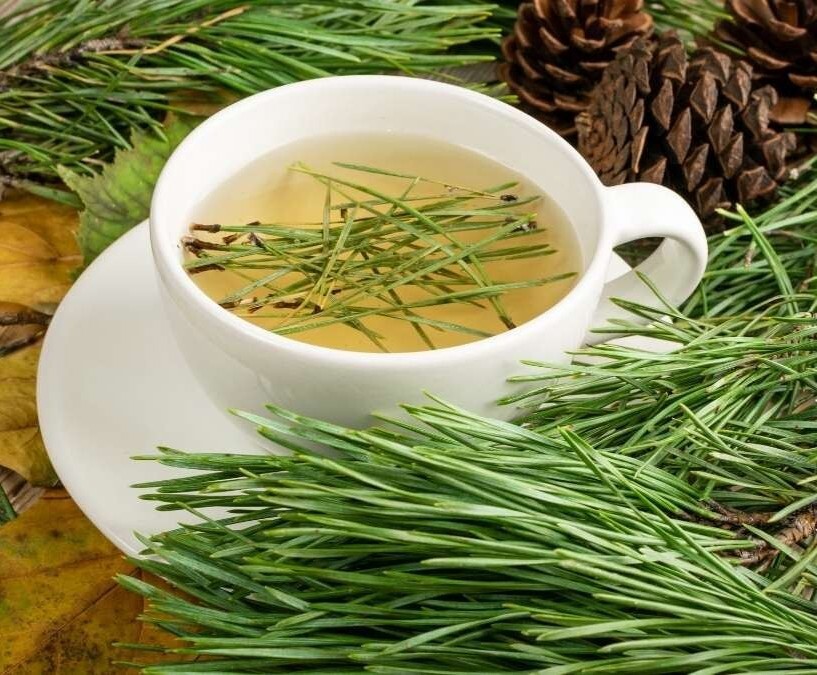 BUY 3, GET 1 FREE! Eastern White Pine Needle Tea, Fresh Maine 1oz virus protect