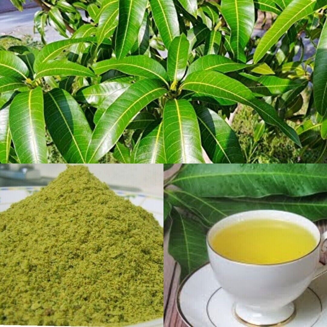 Pure Natural Processed Dry Mango Leaf Powder For Tea