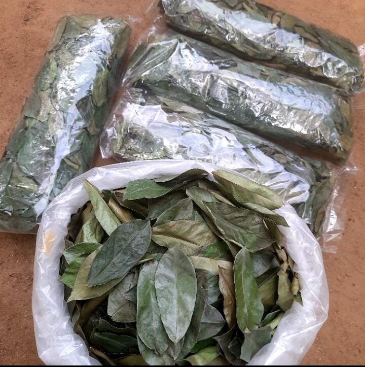 400+ Dried Soursop Leaves Annona HOJAS DE GUANABANA GRAVIOLA Quality Herbal Tea
