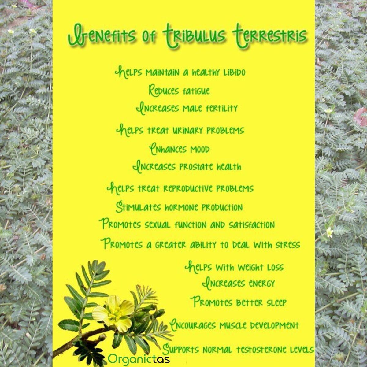 Organic TRIBULUS TERRESTRIS Tea – Best Premium Quality Tribulus Herbal tea 200 g