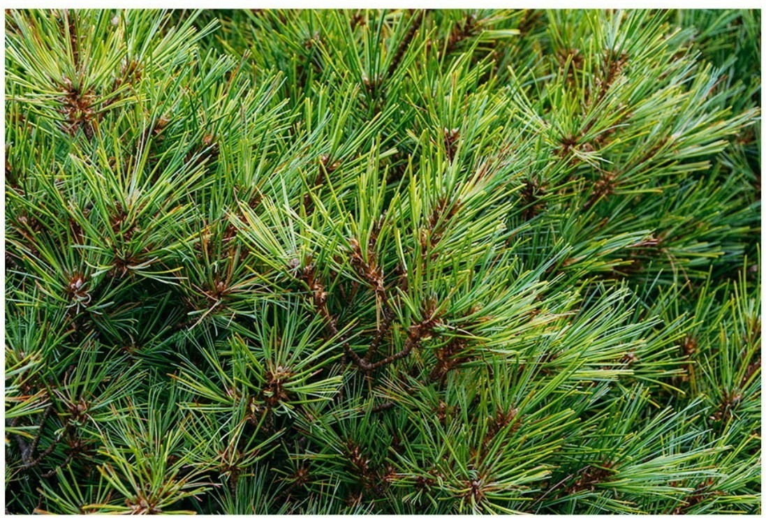 Premium Korean Pine Needle Tea 100 Pyramid Bags 2g Caffeine Free wolhabon