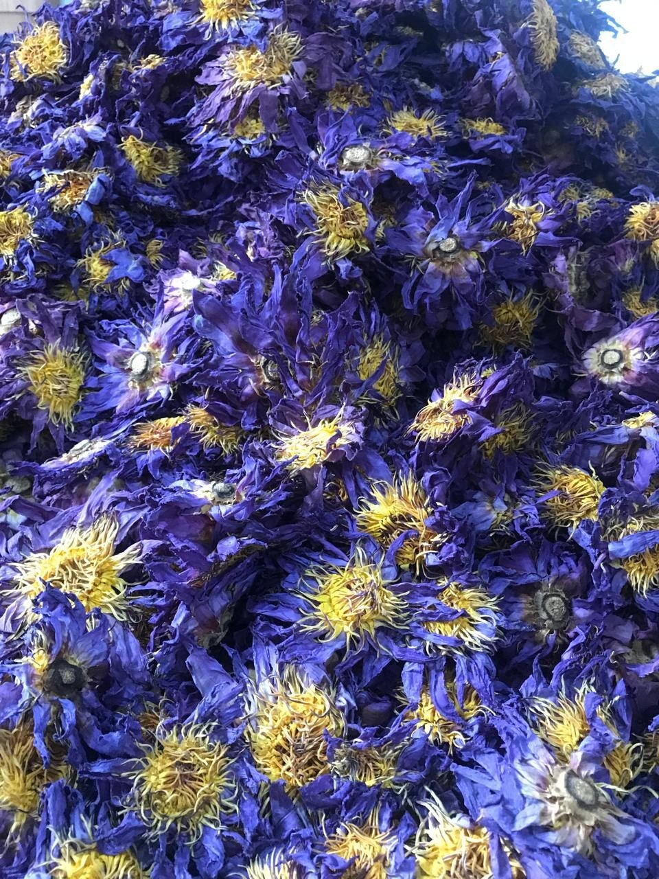 Ceylon Dried Blue Lotus 1000g Nymphaea Caerulea 100% Hand Pick Flowers Herbs Tea