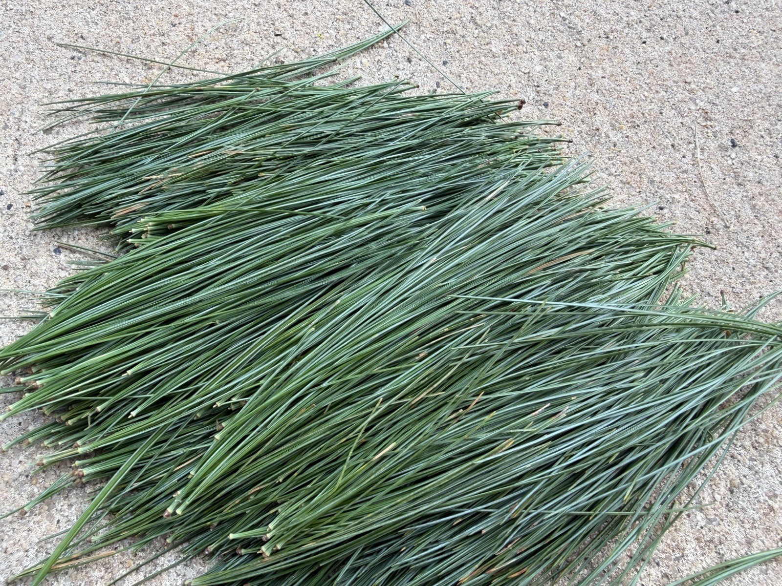 Fresh Eastern White Pine Needles NJ Wild Harvest 2.5 Oz – Tea Crafts Natural