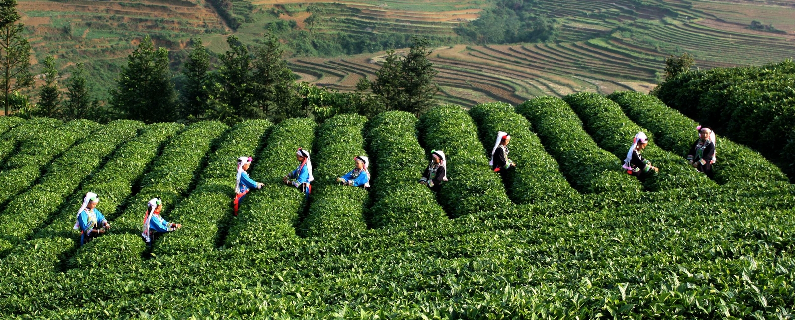 Puer Cooked Tea Puerh Tea 100g Palace Small Brick Puer BlackTea Yunnan Green Tea
