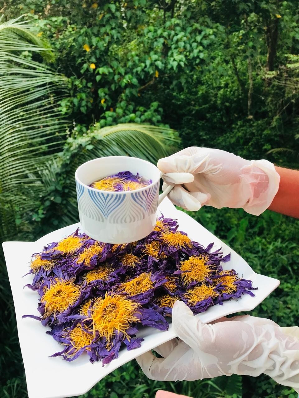 Ceylon Blue Lotus 2 Lb Nymphaea Caerulea 100% Hand Picked Flowers Herbal Tea