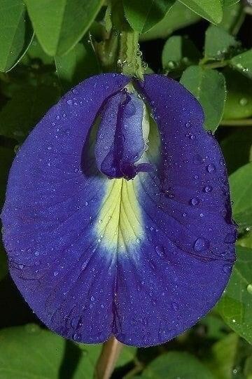 Premium Dried BUTTERFLY PEA Flowers Thai Tea Ayurveda NIL KATAROLU Healthy Drink