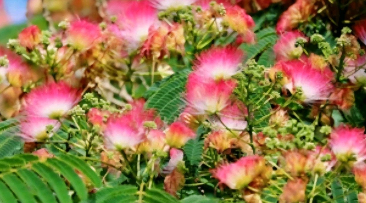 Mimosa Albizia Julibrissin Tea Silk Tree Dry Bloom Brewing Sleep Stress Organic