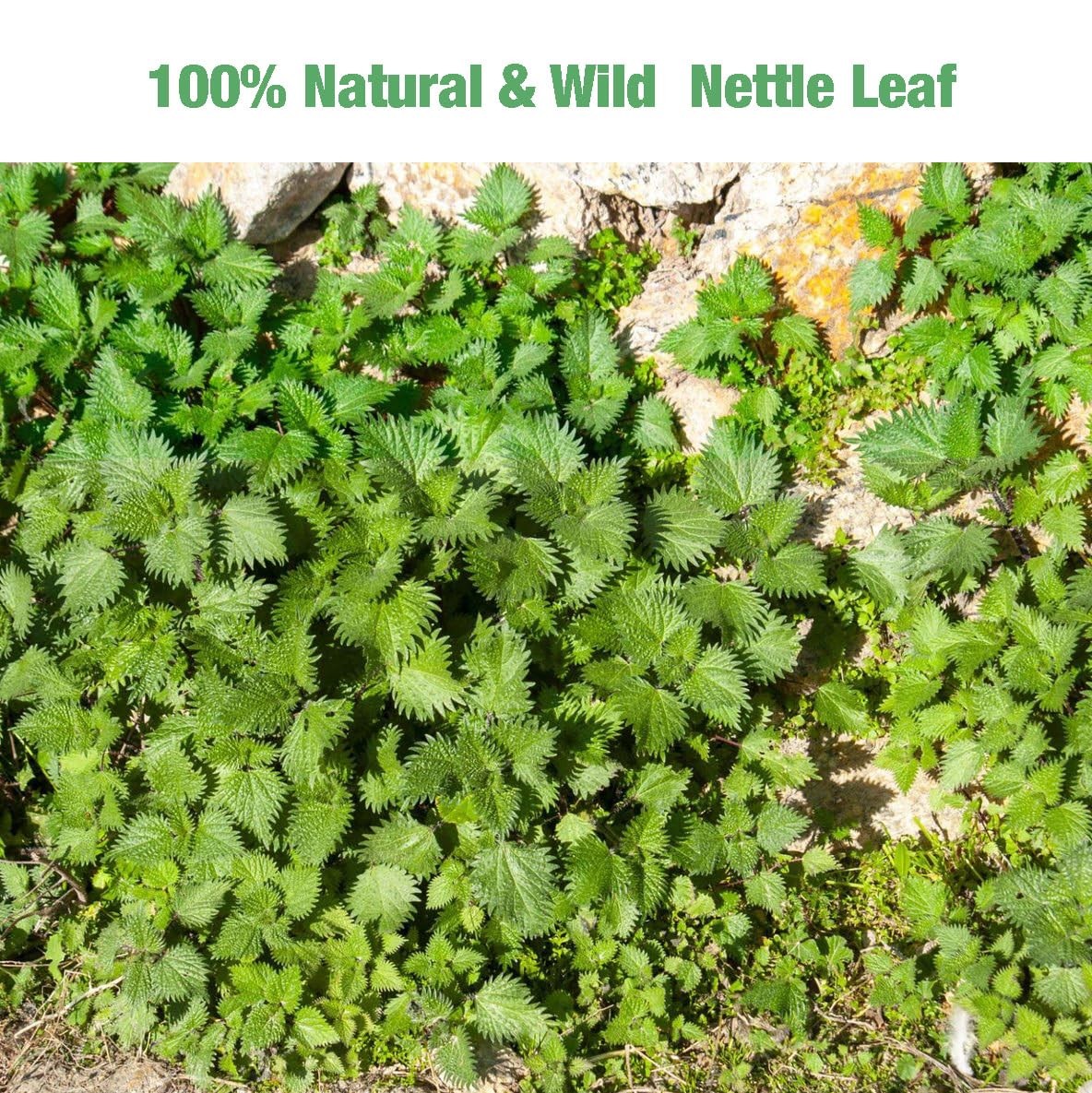 55 Nettle Leaf Tea Bags, 100 Natural Pure Stinging Nettle Tea, Dried Nettle …
