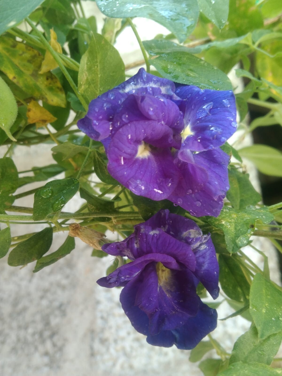 Butterfly Pea Flower Dried Blue Tea Nil Katarolu Pure Organic Natural Herbal 50g