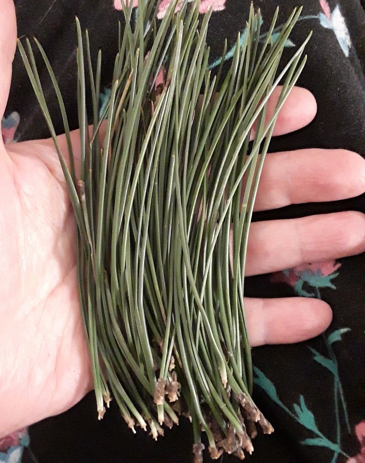 25 Pc Lot: Organic Eastern White Pine Needle & Red Pine Tea Bags Fresh Tree Bag