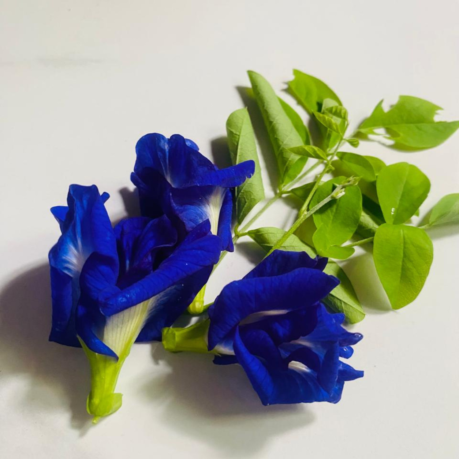 Sri Lankan Blue Butterfly Pea Flower Seeds 100% Organic Nil Katarolu (50g)