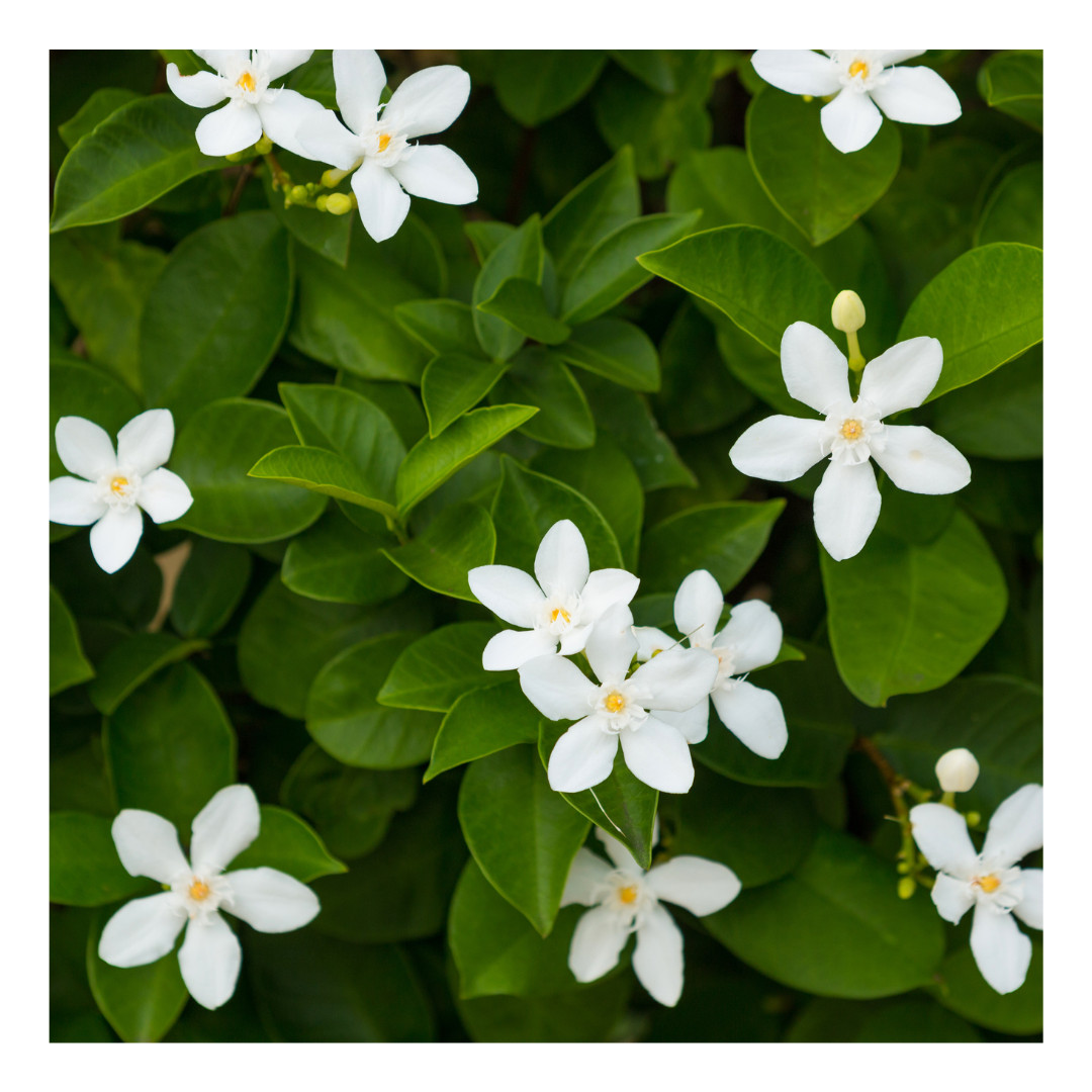Jasmine Flower 100% Organic Whole (Jasminum Officinale)