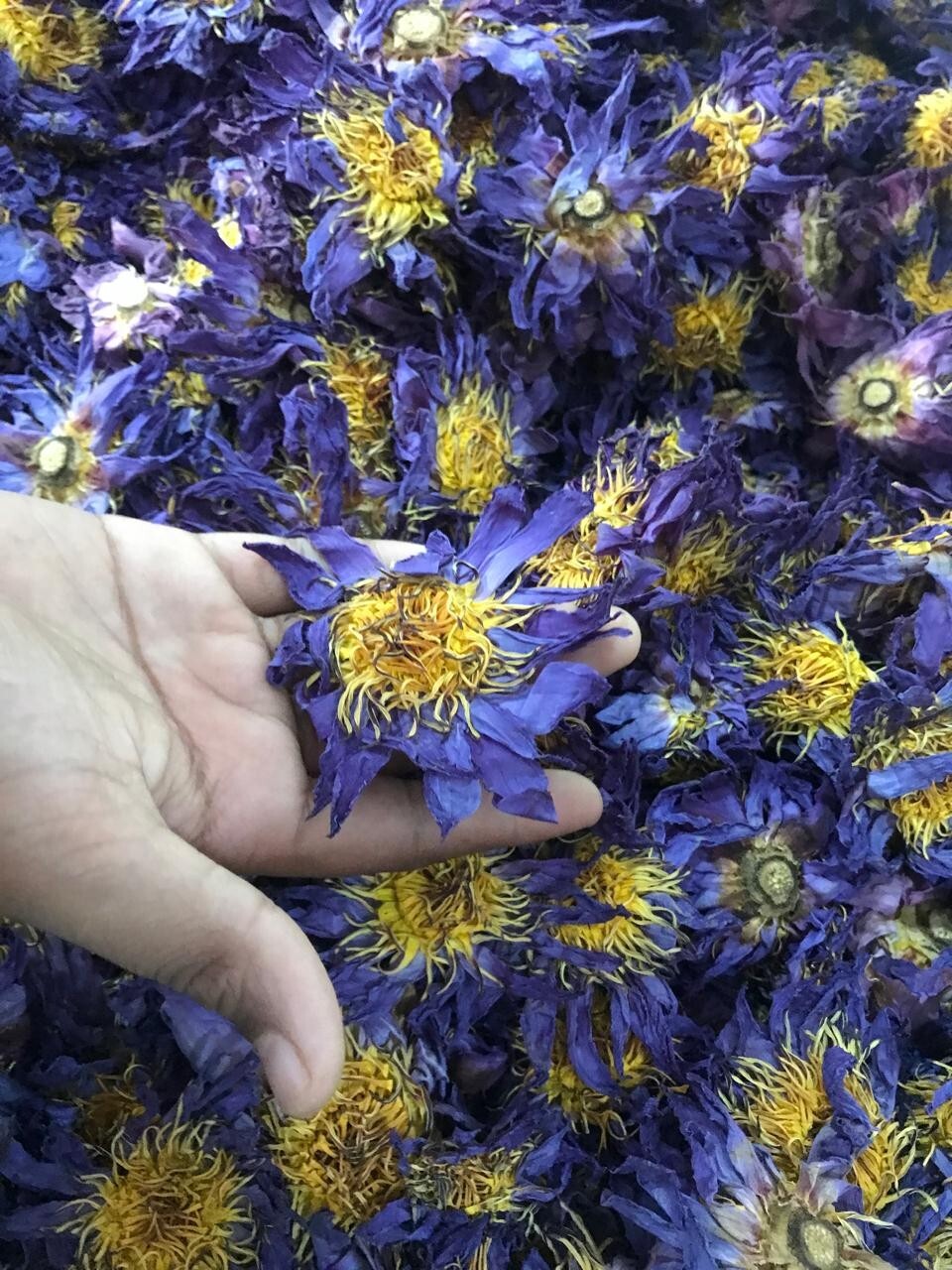 Ceylon Dried Blue Lotus 1000g Nymphaea Caerulea 100% Hand Pick Flowers Herbs Tea