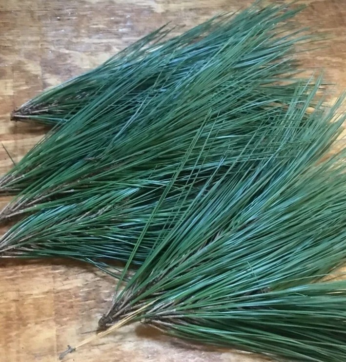 10 Pc LOT:BUY 3 GET 1 FREE Organic EASTERN WHITE Pine Needle Tea Bags Fresh Tree