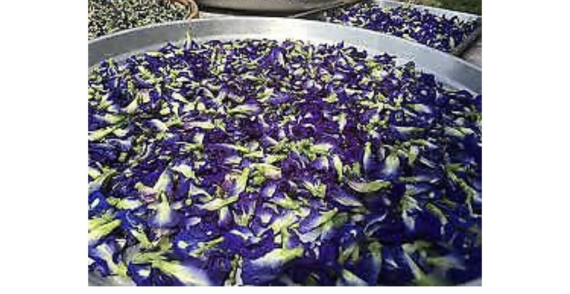 Organic Dried Butterfly Pea Flower Tea – 1OZ (28g) Caffeine Free
