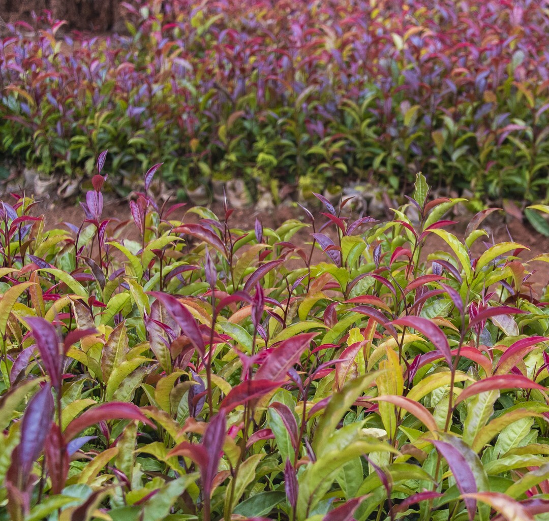 Whole Leaf Kenyan Purple Tea | Steamed | High Antioxidants | Anti Aging | 30 g