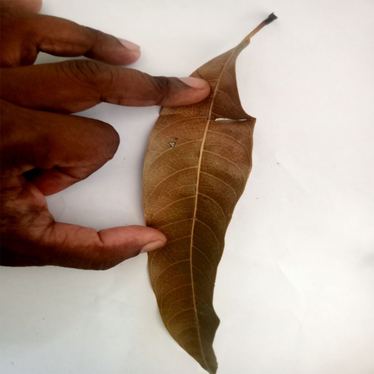 Organic Dried Mangifera Indica (Mango) Leaves – Premium Herbs / tea/ medicine