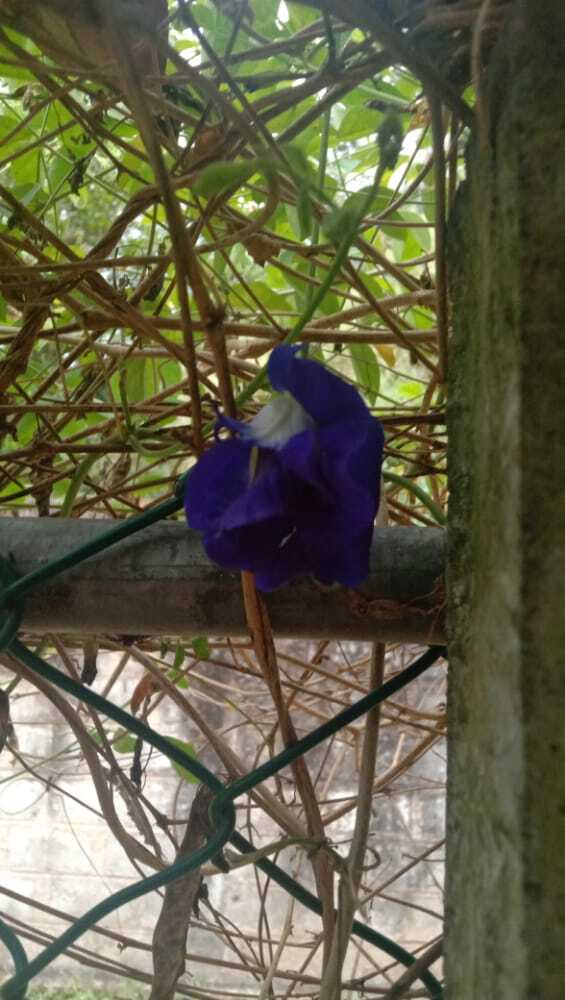 Premium Dried BUTTERFLY PEA Flowers Thai Tea Ayurveda NIL KATAROLU Healthy Drink