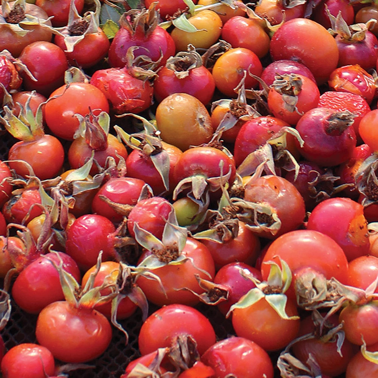 Frontier Co op Organic Seedless Rosehips 16oz Culinary Crafts Herbal Tea