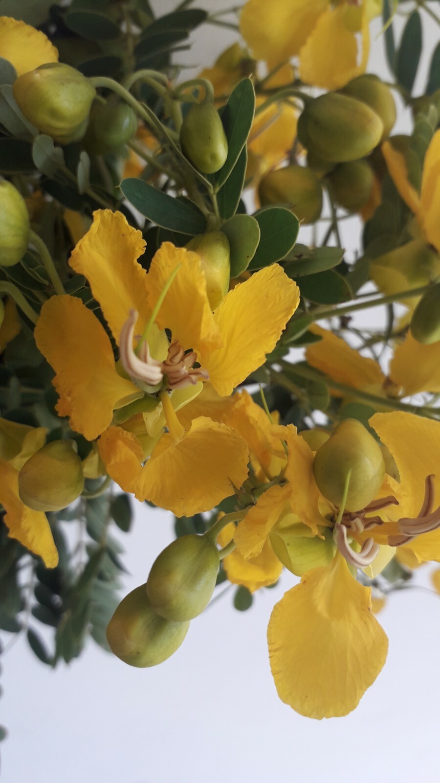 Ranawara Dried Flower Ayurvedic Herbal Natural Drink Cassia Auriculata Avarampoo