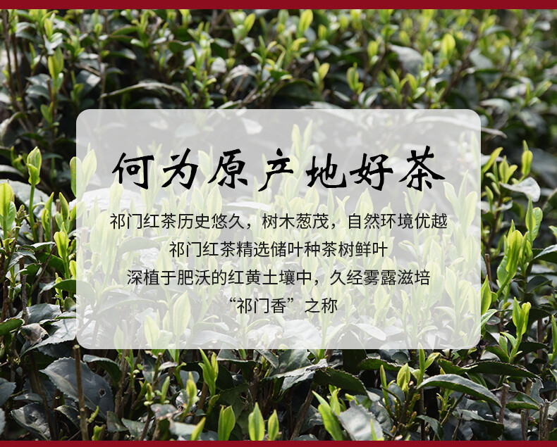 Qimen Keemun Black Tea Chinese Gongfu Anhui High Mountain Loose Leaf 100g