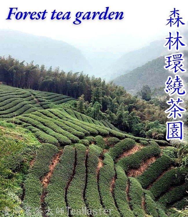 Dongding Oolong Tea Giving away free Coaster/ high quality Oolong tea
