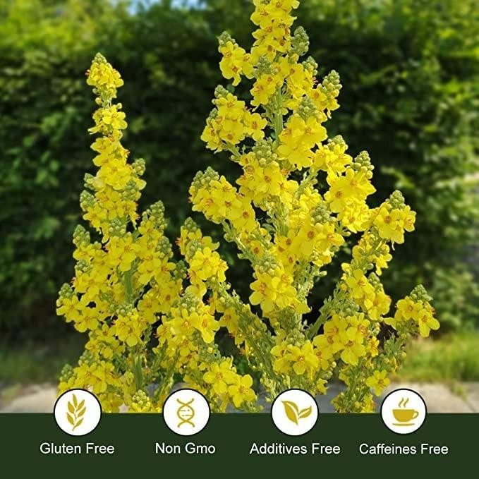 Namo Organics Mullein Tea For Lungs Detox 100gm Antioxidant Rich Immunity