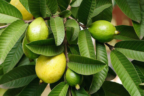 50 pcs Organic Ceylon Guava Dried Leaves – Anti Diabetic Anti Fat Burner Herbal