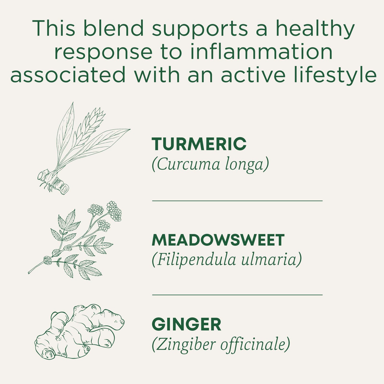Traditional Medicinals 16 Count (Pack of 1), Tea Trmrc Mdwswt Gngr Org