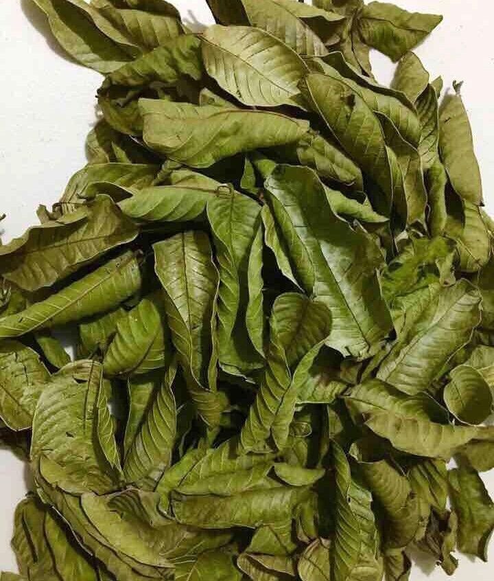 50 pcs Organic Ceylon Guava Dried Leaves – Anti Diabetic Anti Fat Burner Herbal