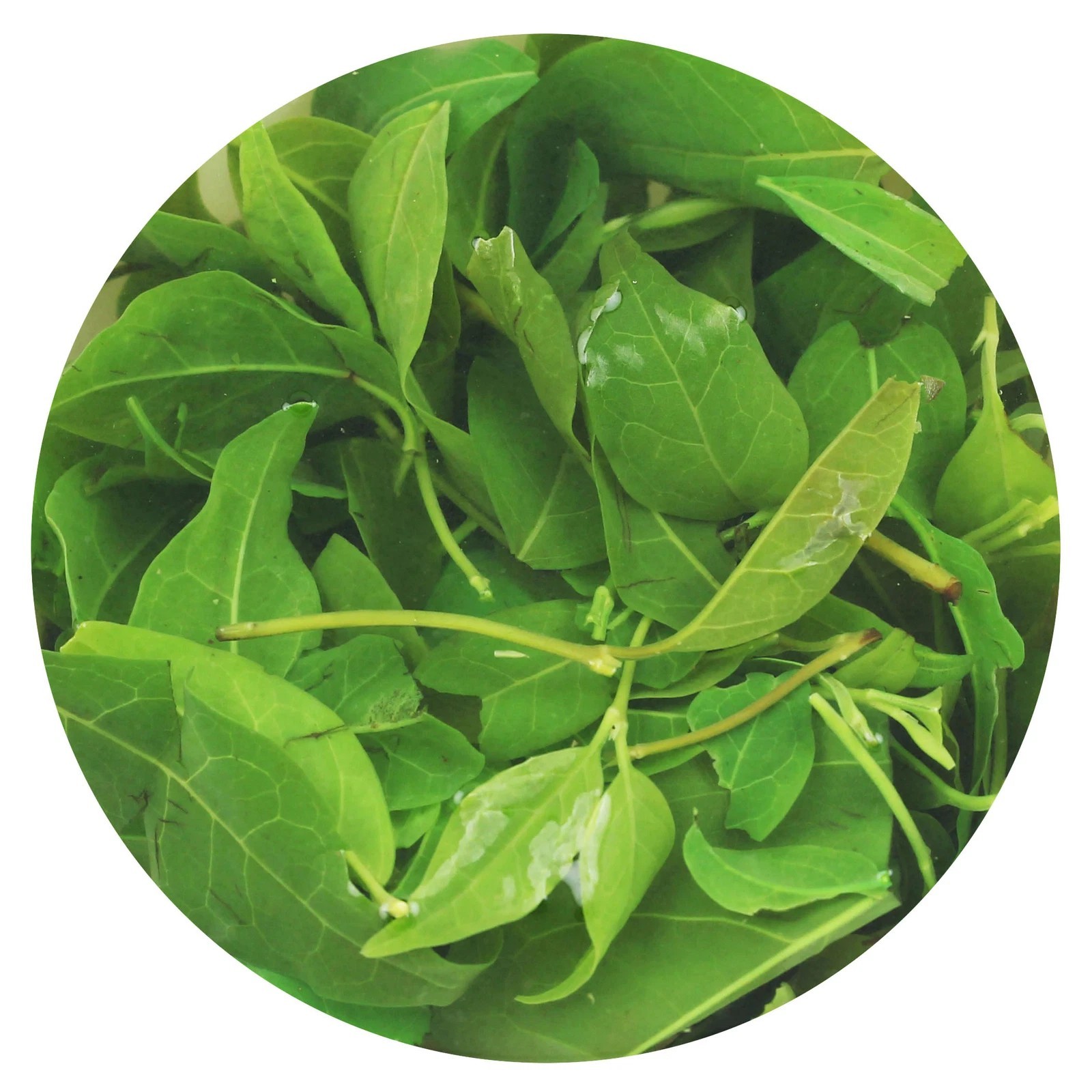 250g Premium Kuding Bitter Herbal Green Tea Qingshan Lushui Loose Small-leaf