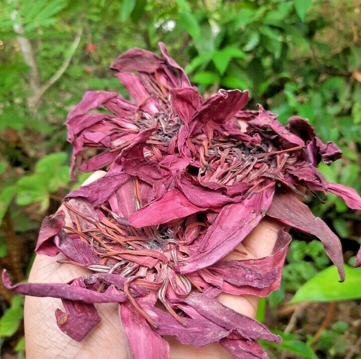 Blue,Red & White Lotus Flower Nymphaea Caerulea Natural Dry Herbal 3oz (1oz×3)