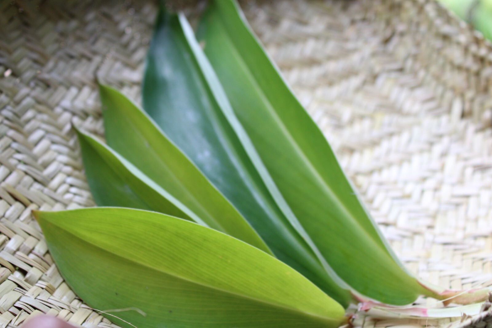 Dried Insulin |Thebu |Costus Plant leaves Organic|Diabetic Tea CEYLON Free ship.