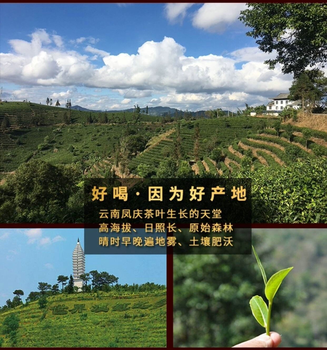 Yunnan Black Tea,Purely handmade honey-scented golden dragon beads,125g*4