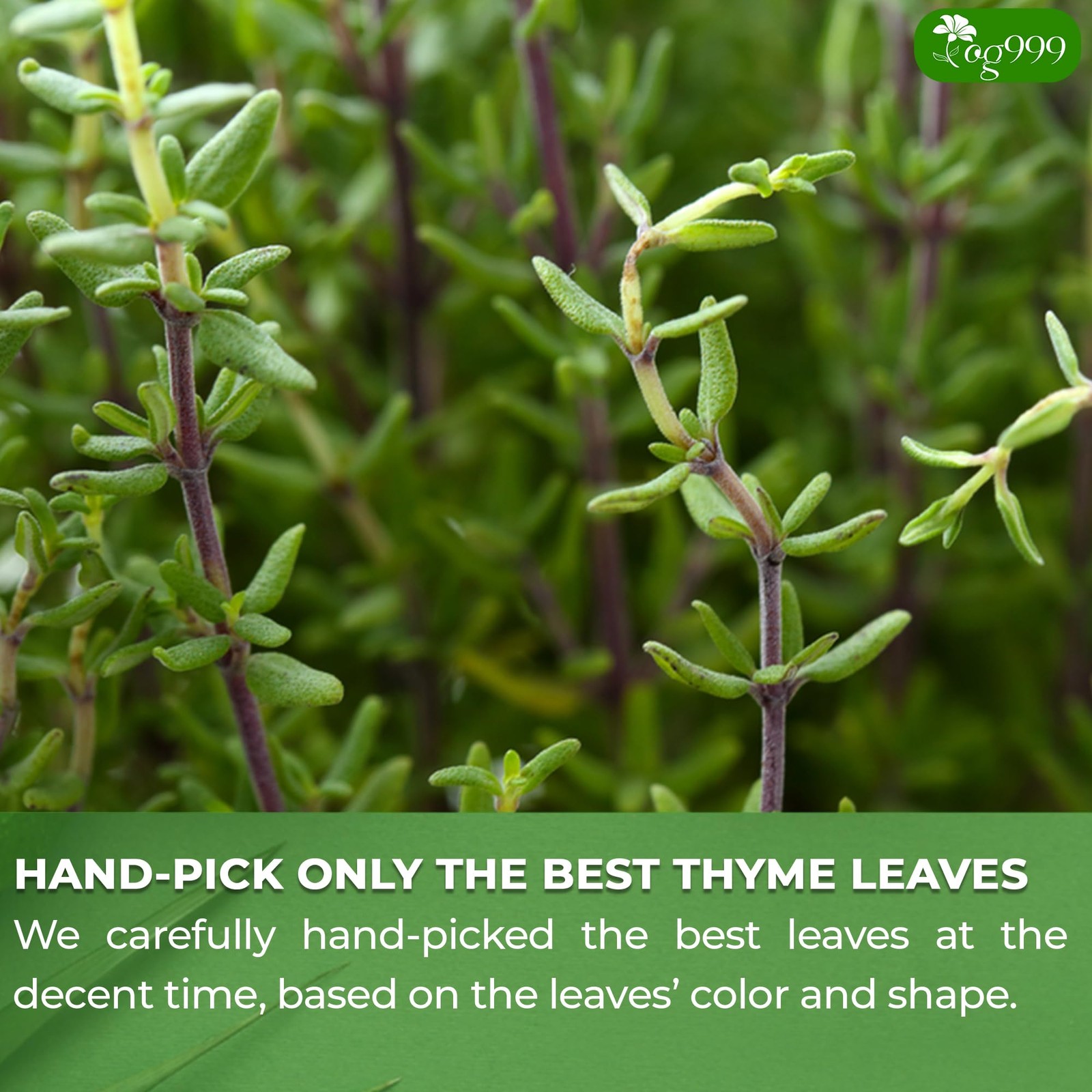 , Premium 40 Thyme Leaf Tea Bags, 100% Natural & Pure Thyme Leaves. Loose Lea…