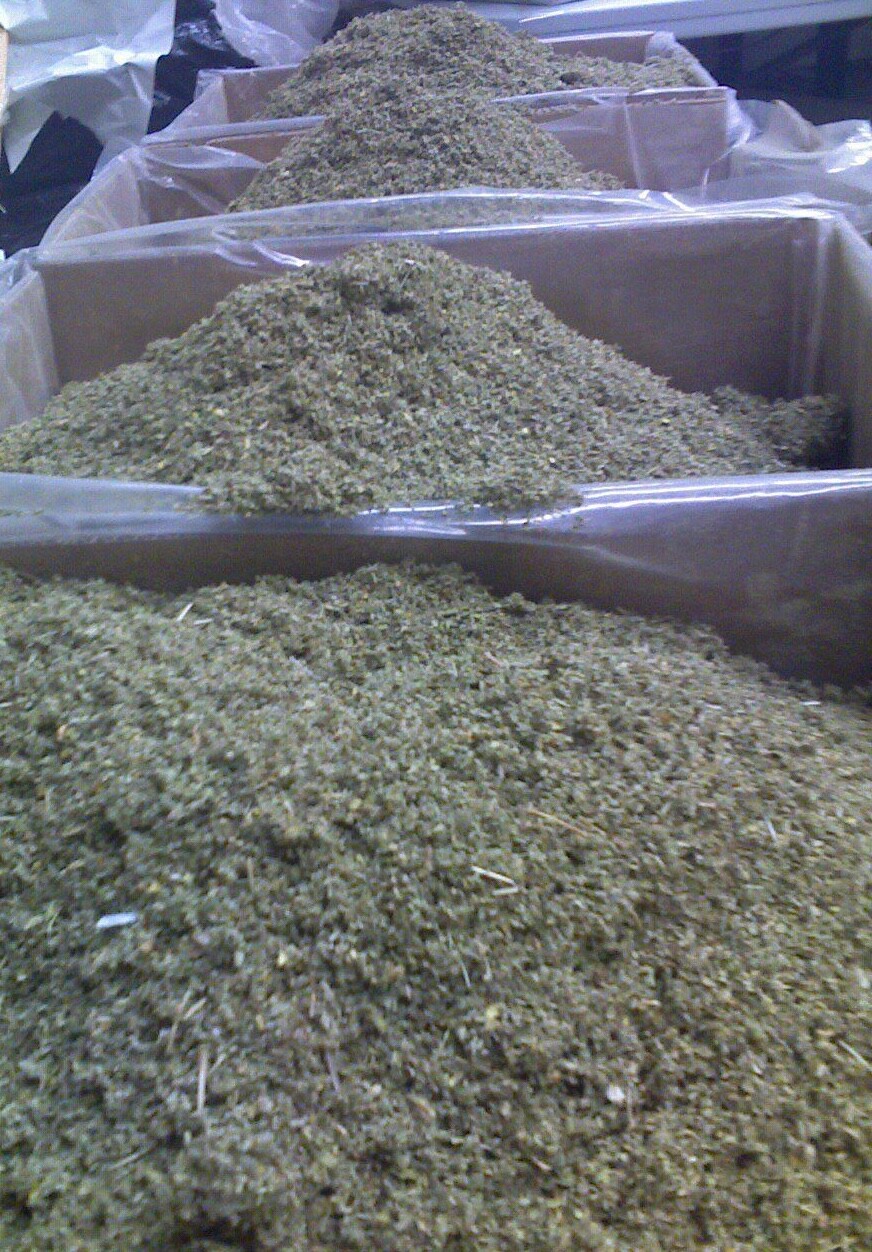 DAMIANA leaf ORGANIC aromatic herb! WHOLESALE 1 2 5 10 lb’s pounds free ship!