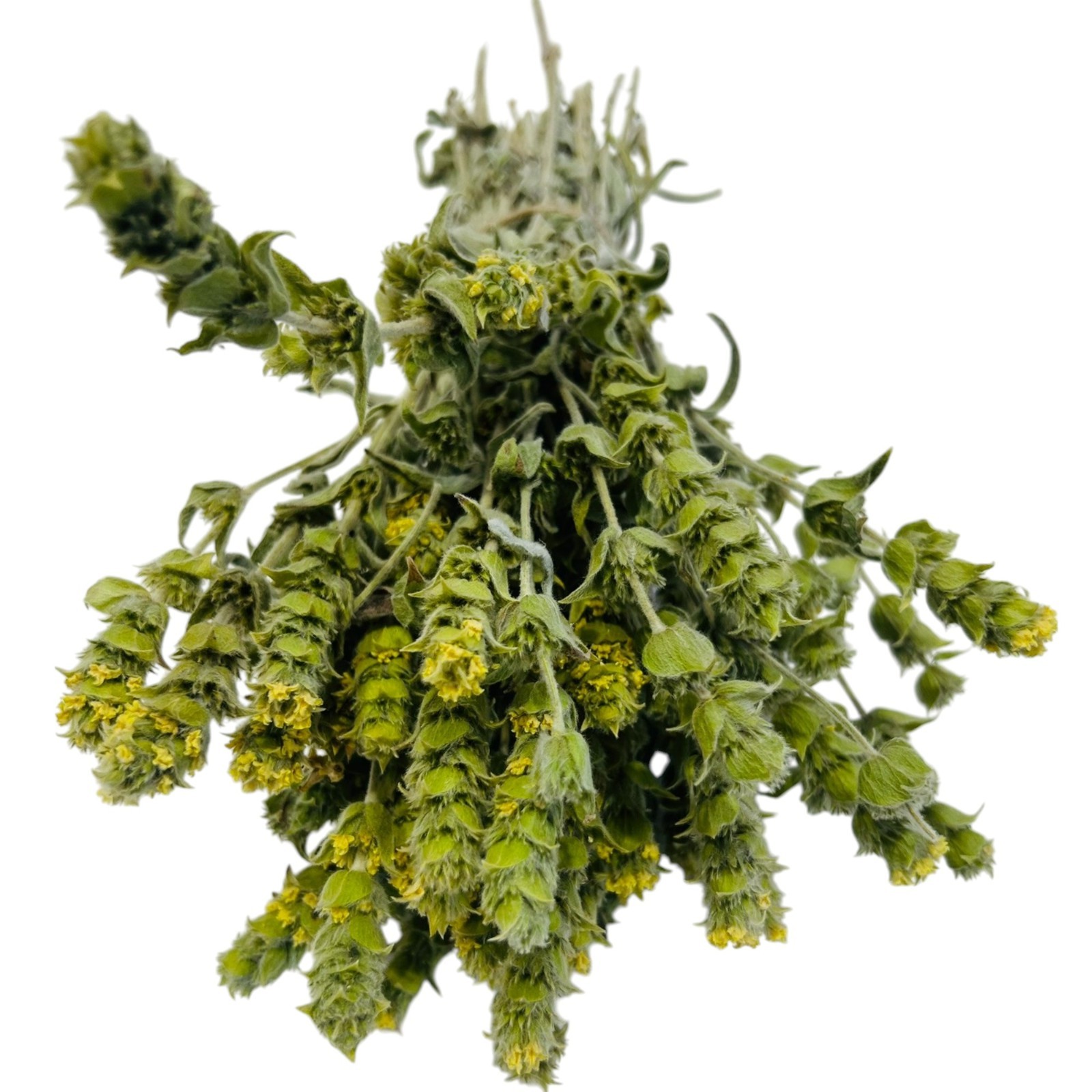 Certified Organic Greek Mountain Tea – Sideritis Syriaca Malotira Harvest 2025