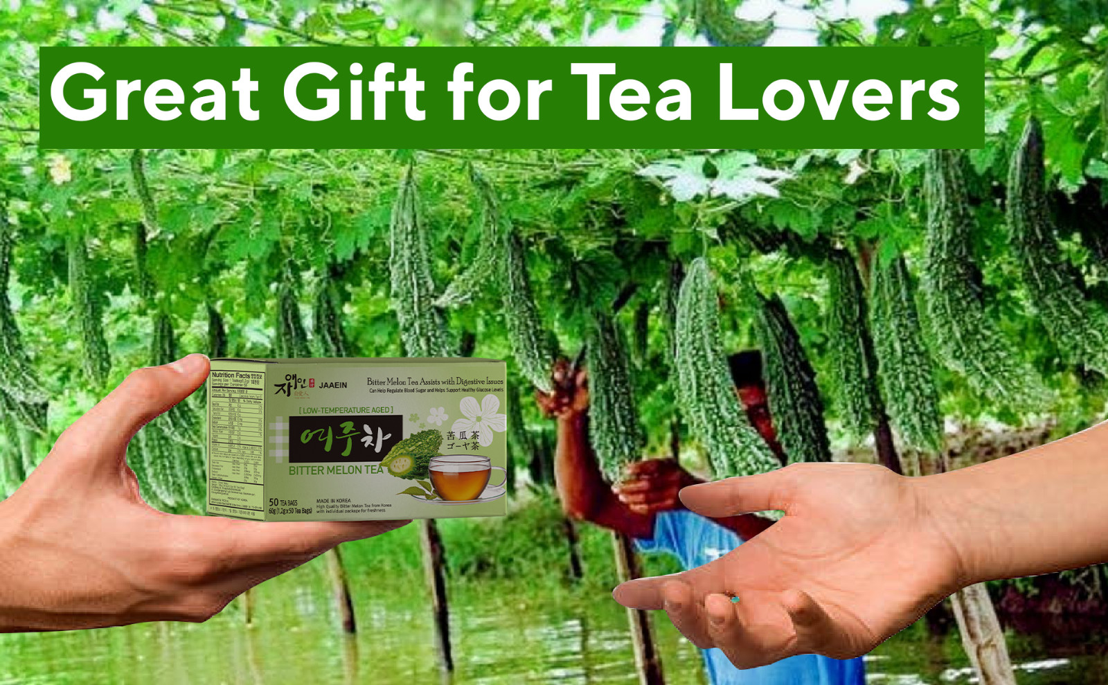 BITTER MELON TEA Tea Assists with Digestive Issues, Can Help Regulate Bloodsugar