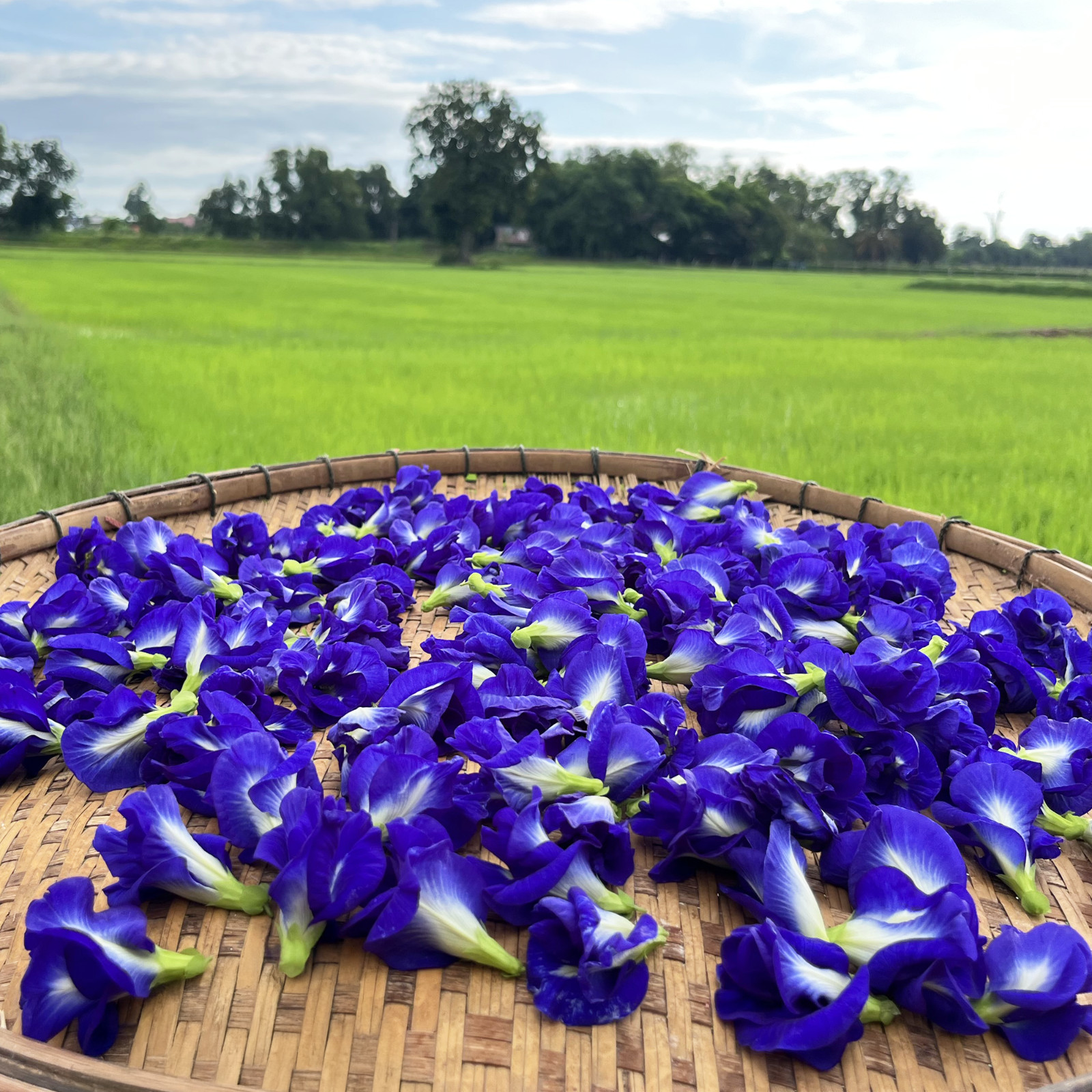 Butterfly Pea Tea 100% Organic herbal infusion – FREE SHIPPING