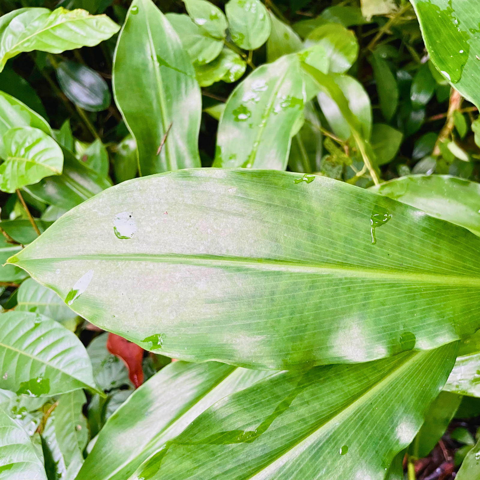 Dried Organic Insulin Plant Leaves Leaf ( Fiery Costus Igneus ) Thebu Herbal Tea