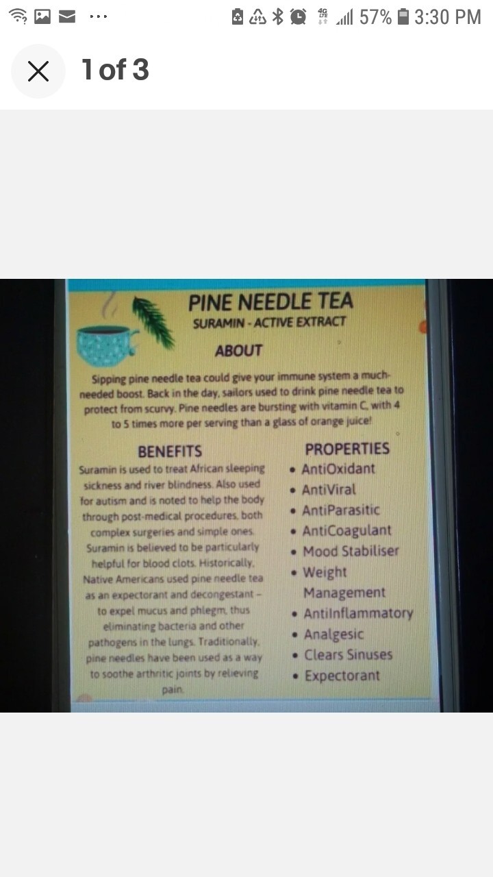 25 Pc Lot: Organic Eastern White Pine Needle & Red Pine Tea Bags Fresh Tree Bag