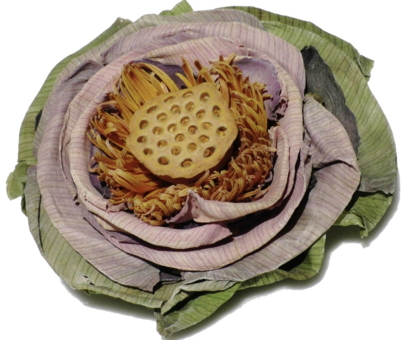 Lotus Flower Dried tea, Whole Flower 5ea/box, Lotus Tea