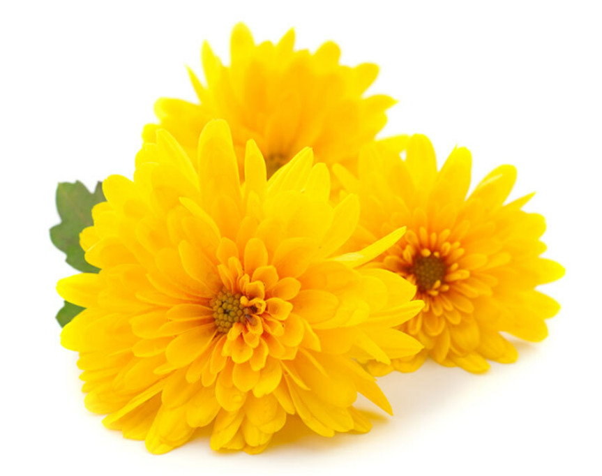 Premium Chrysanthemum Flower Tea 100 Bags Caffeine Free Calm wolhabon