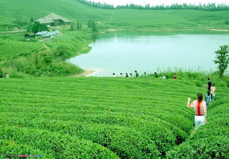 Nonpareil Long Jing Dragon Well Green Tea 454g 1 lb,Promotion!