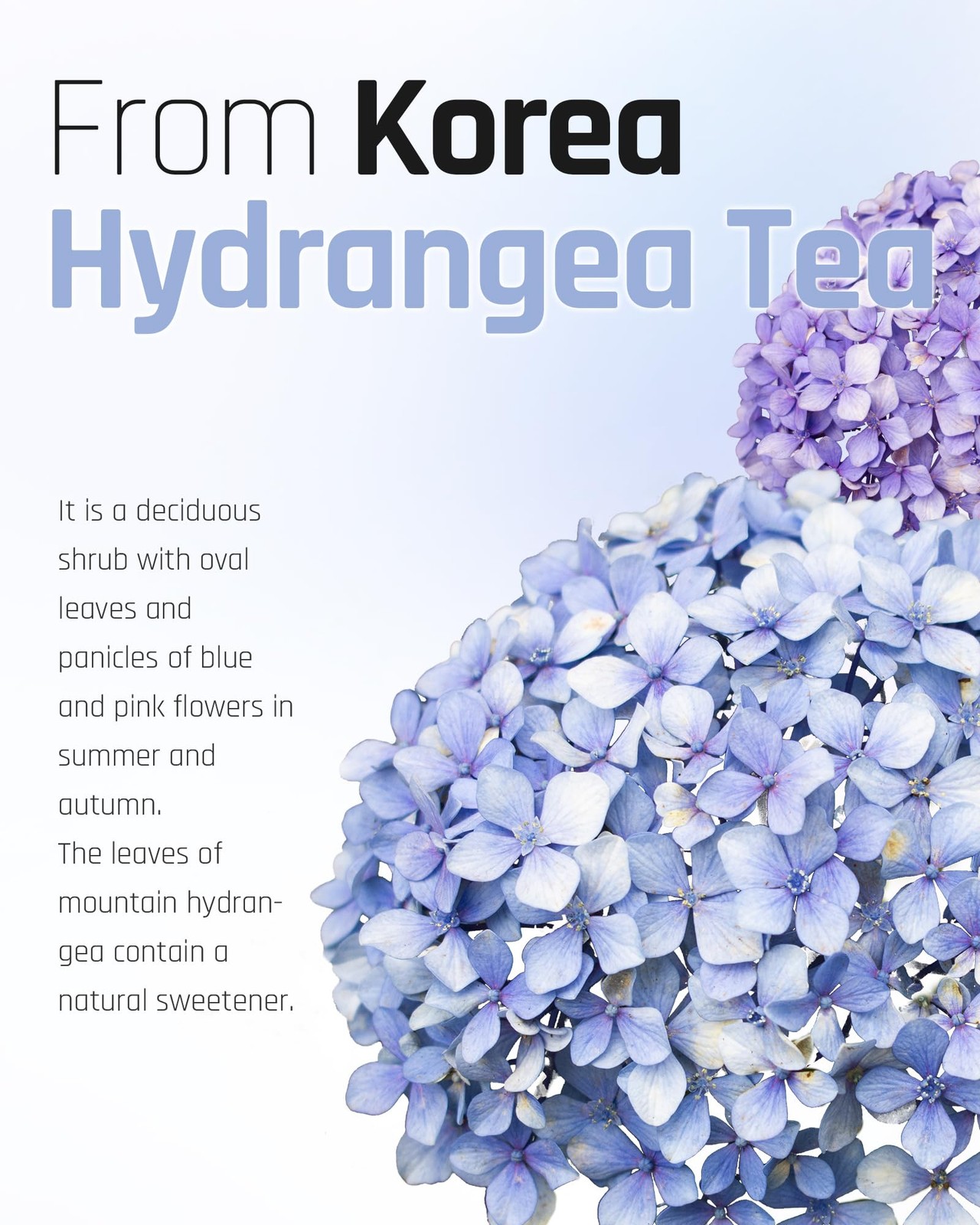 Korean Hydrangea Sweet Dew Tea Bags 1.2g x 40 – Herbal Hot Cold Beverage