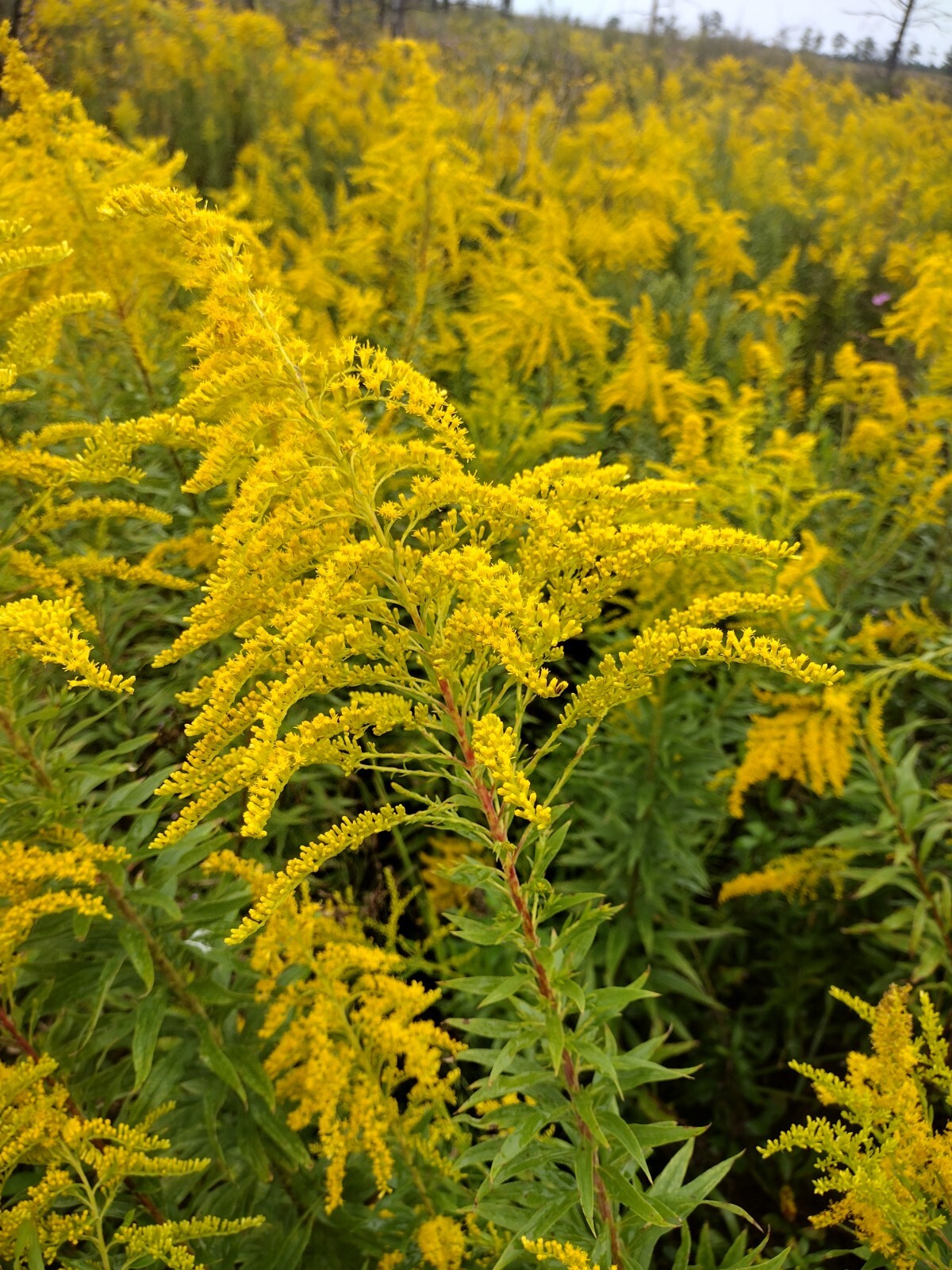 Goldenrod Flower Tea – BULK – 1/4 lb (4 oz)/0.114 kg (114 g)